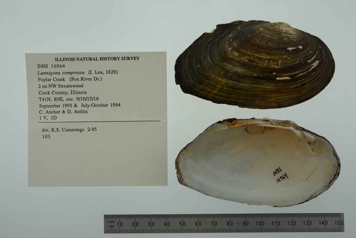 Lasmigona compressa image