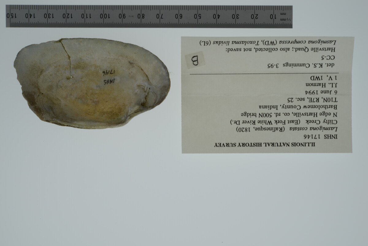 Lasmigona costata image