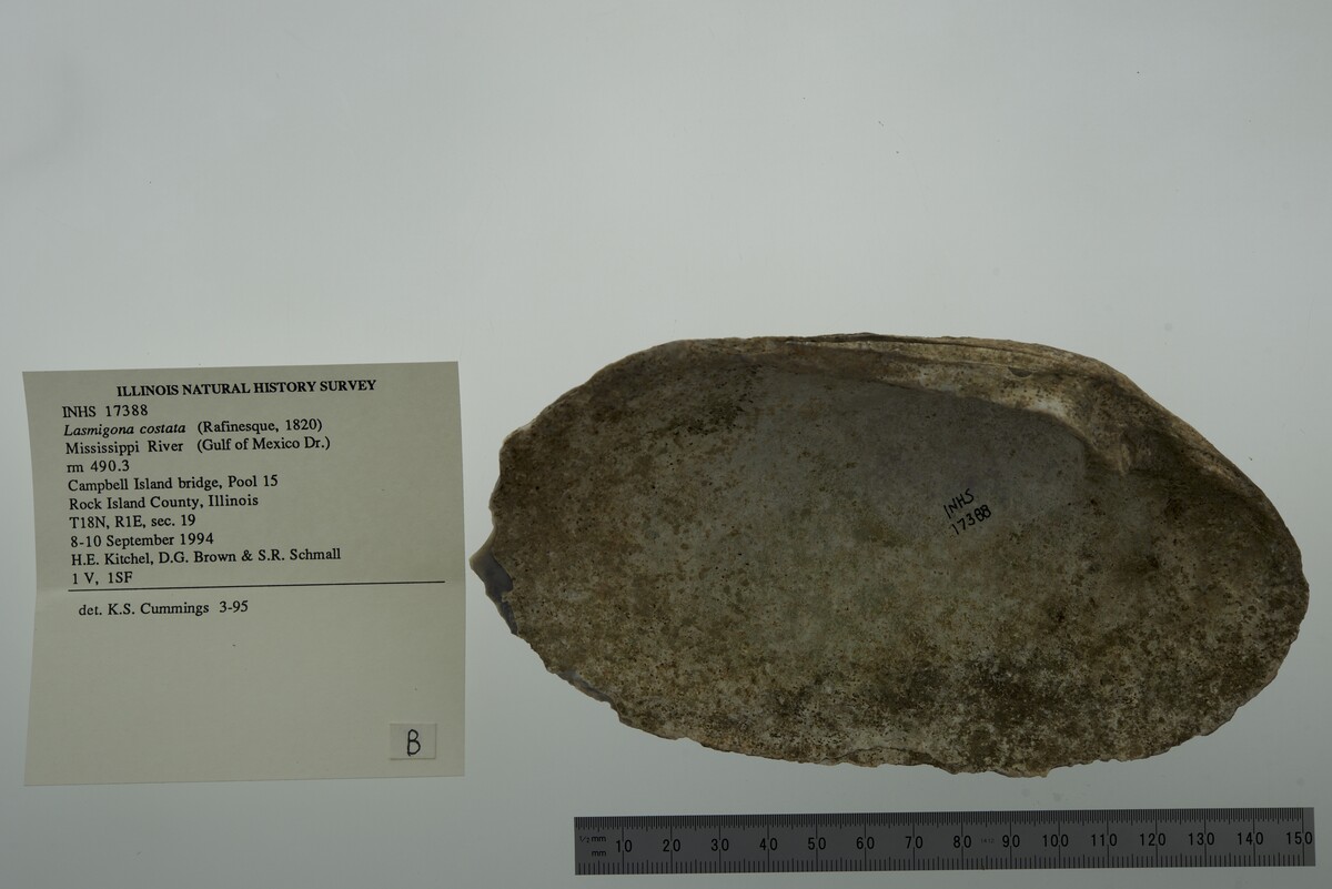 Lasmigona costata image