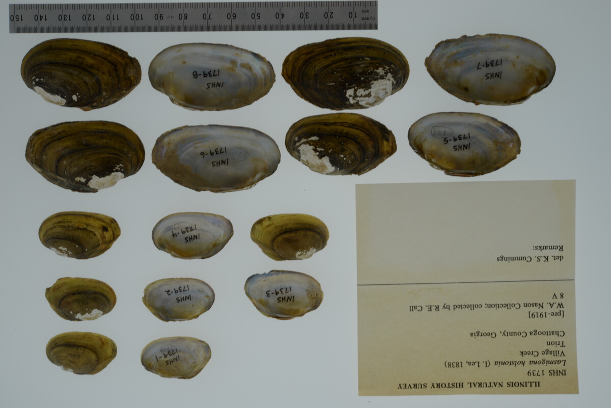 Lasmigona holstonia image