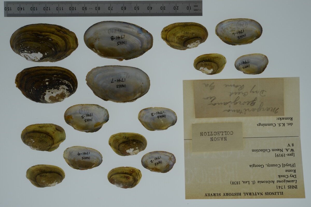 Lasmigona holstonia image