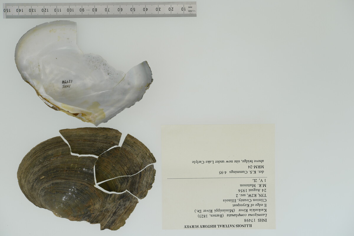 Lasmigona complanata image