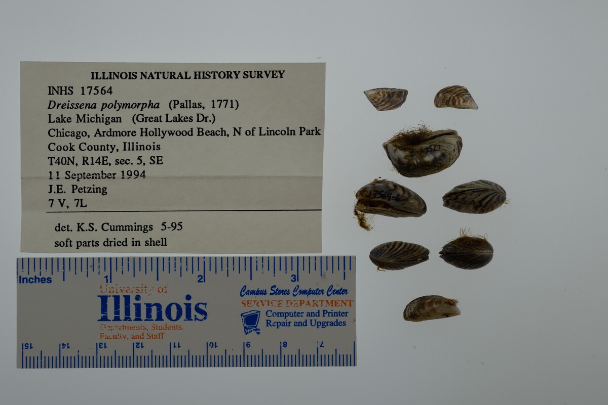 Dreissena polymorpha image