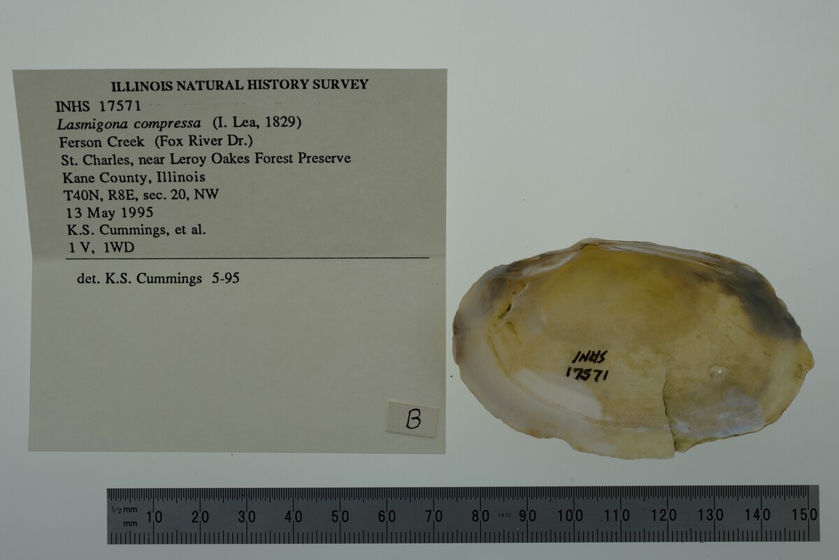 Lasmigona compressa image