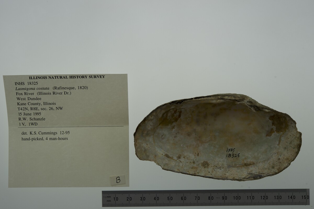 Lasmigona costata image