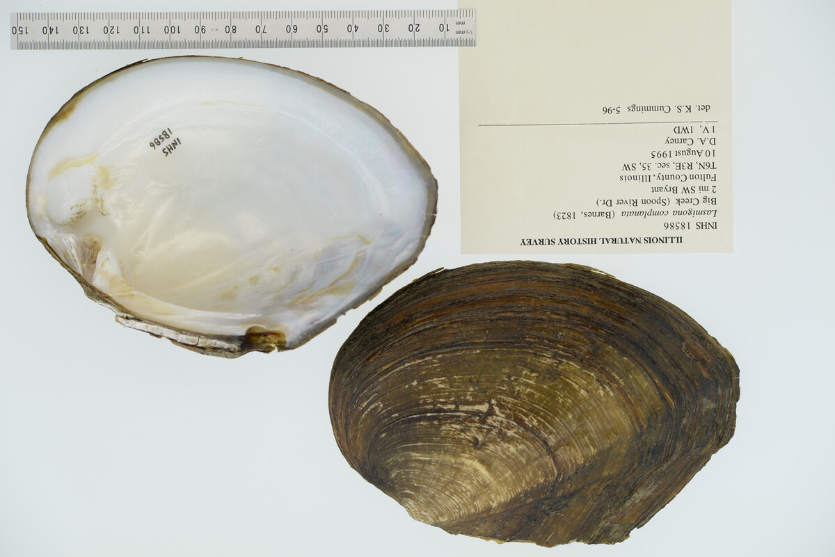 Lasmigona complanata image