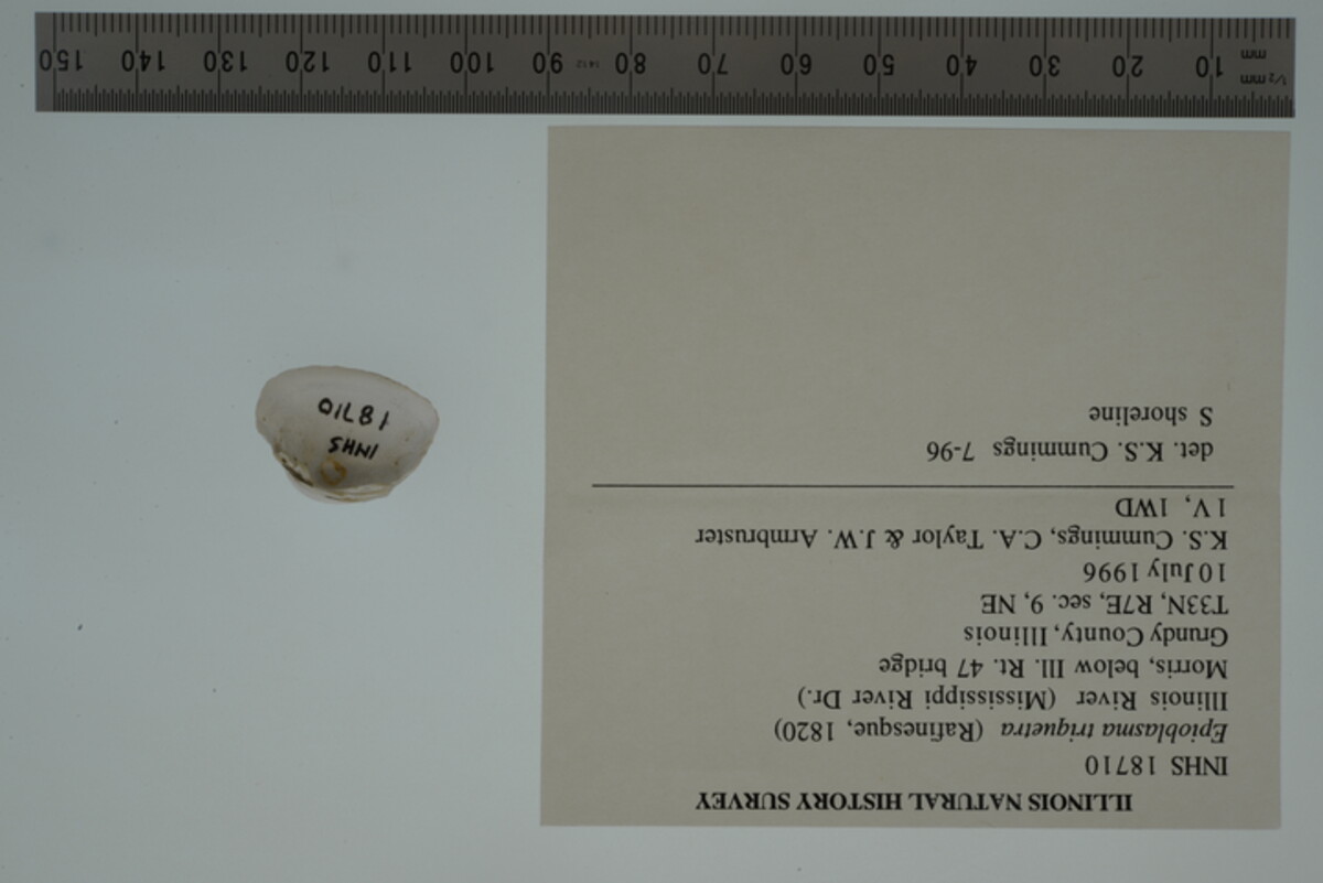 Epioblasma triquetra image