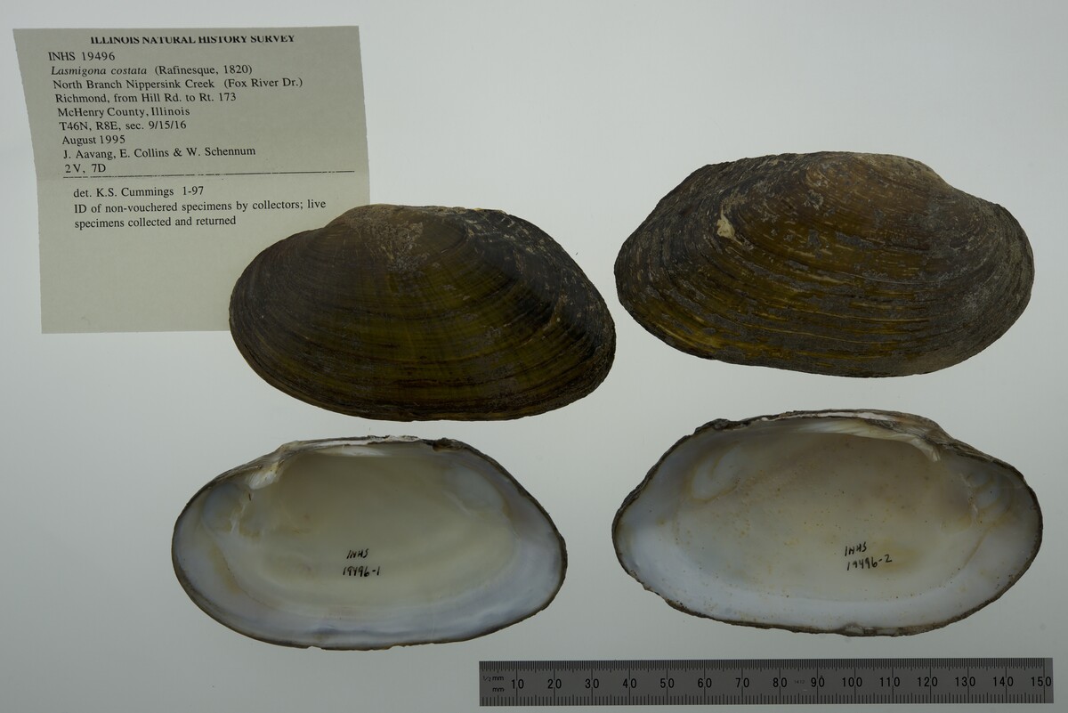 Lasmigona costata image