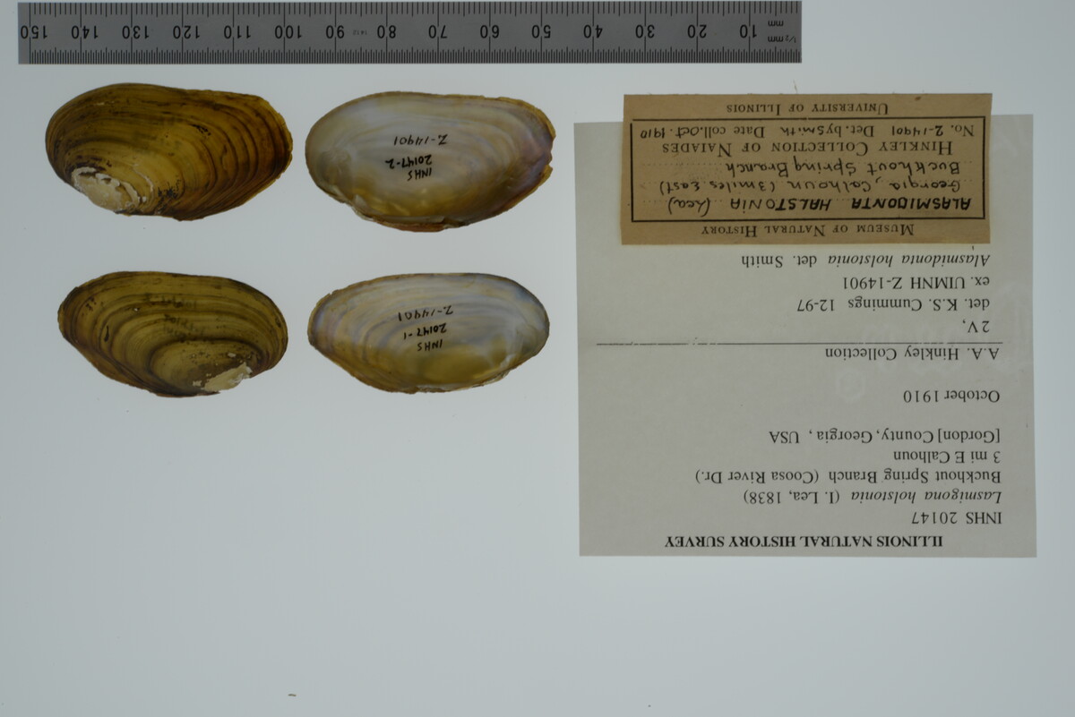 Lasmigona holstonia image