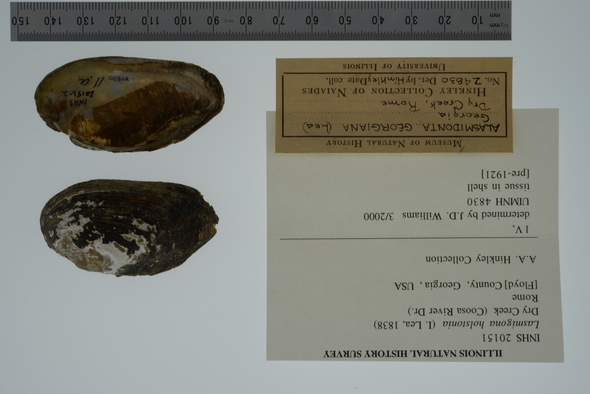 Lasmigona holstonia image