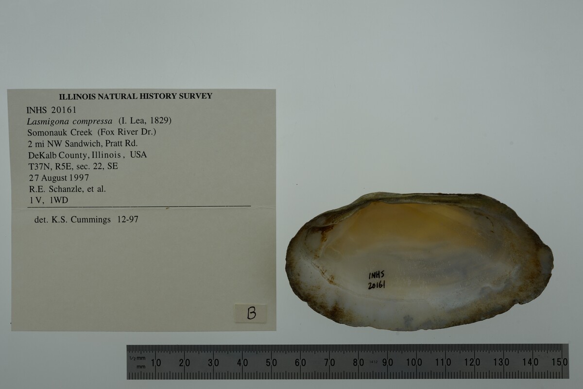 Lasmigona compressa image