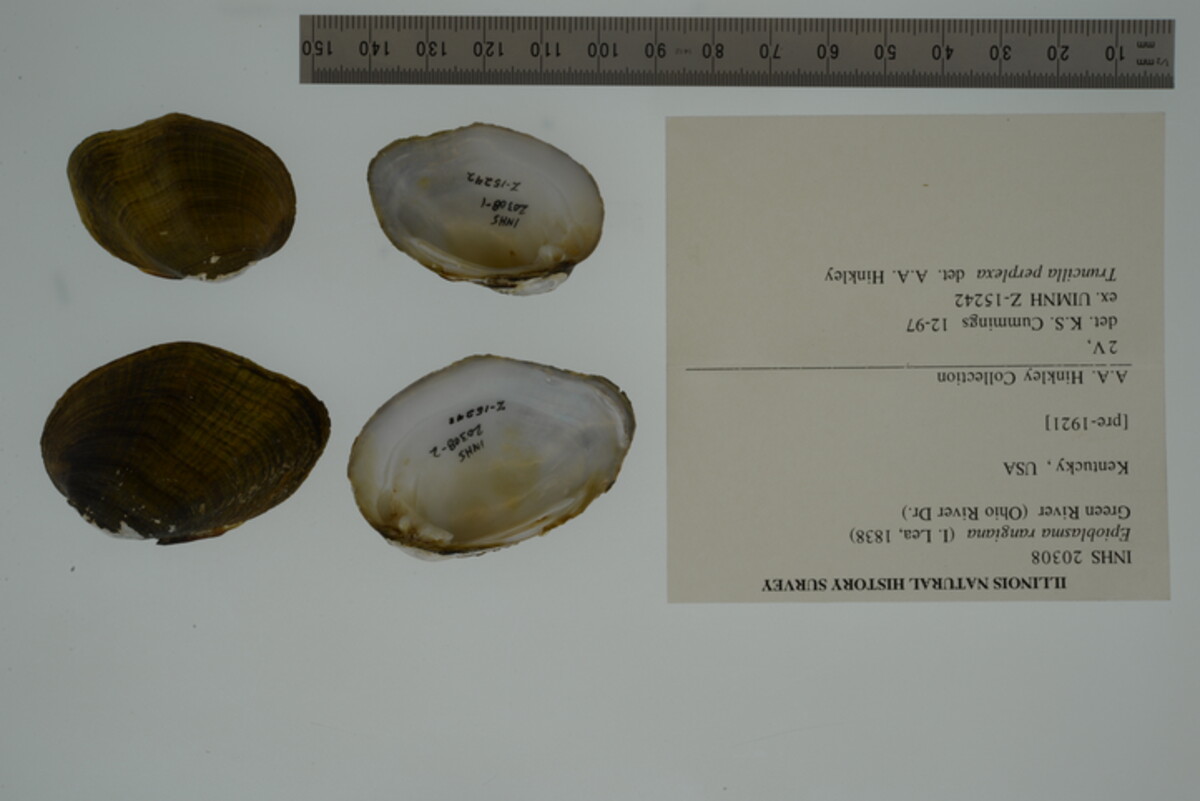 Epioblasma rangiana image