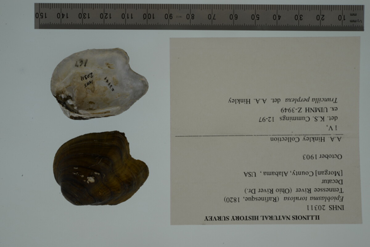 Epioblasma torulosa image