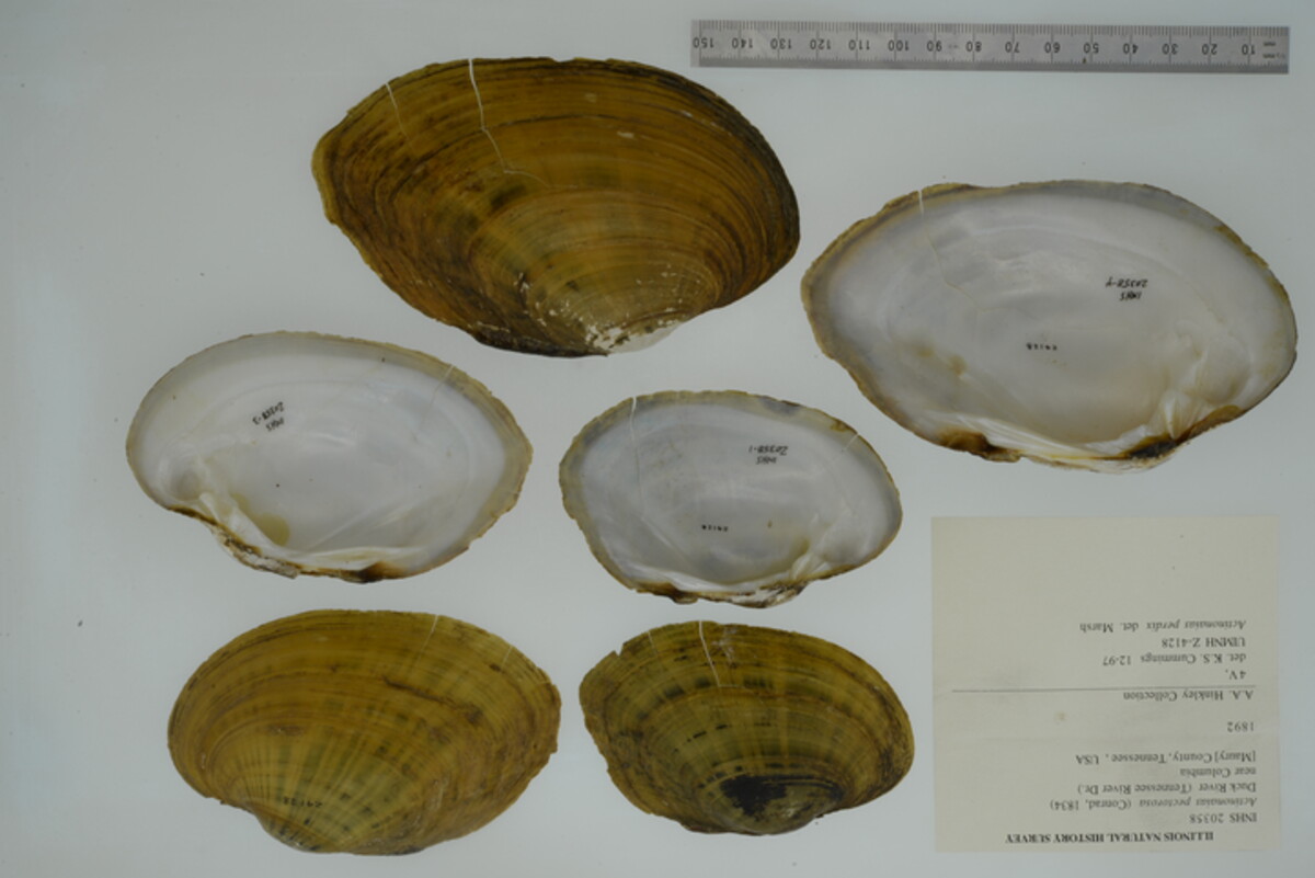 Ortmanniana pectorosa image