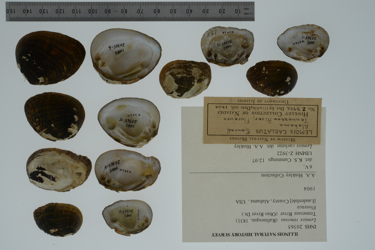 Lemiox rimosus image