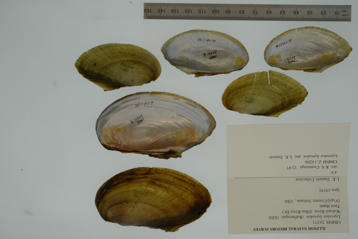 Leptodea leptodon image