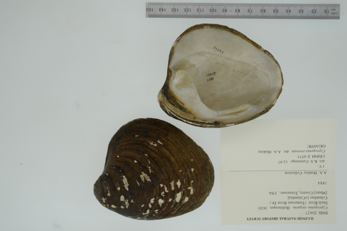 Cyprogenia stegaria image