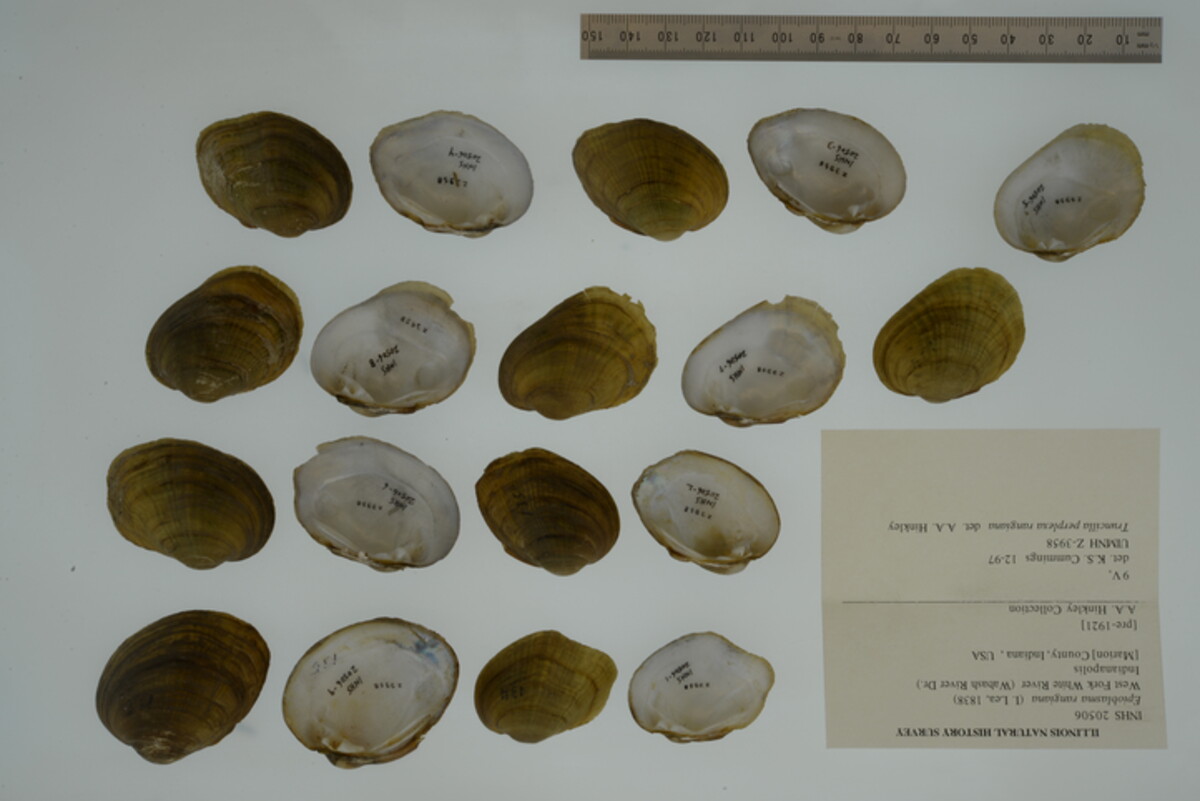 Epioblasma rangiana image