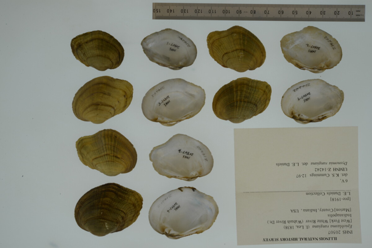 Epioblasma rangiana image