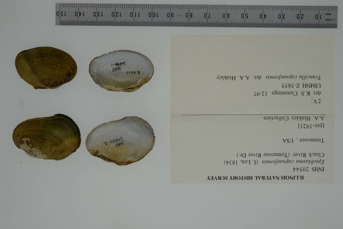 Epioblasma capsaeformis image