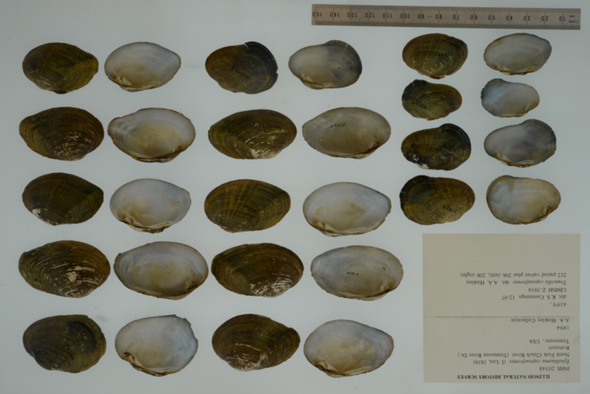 Epioblasma capsaeformis image