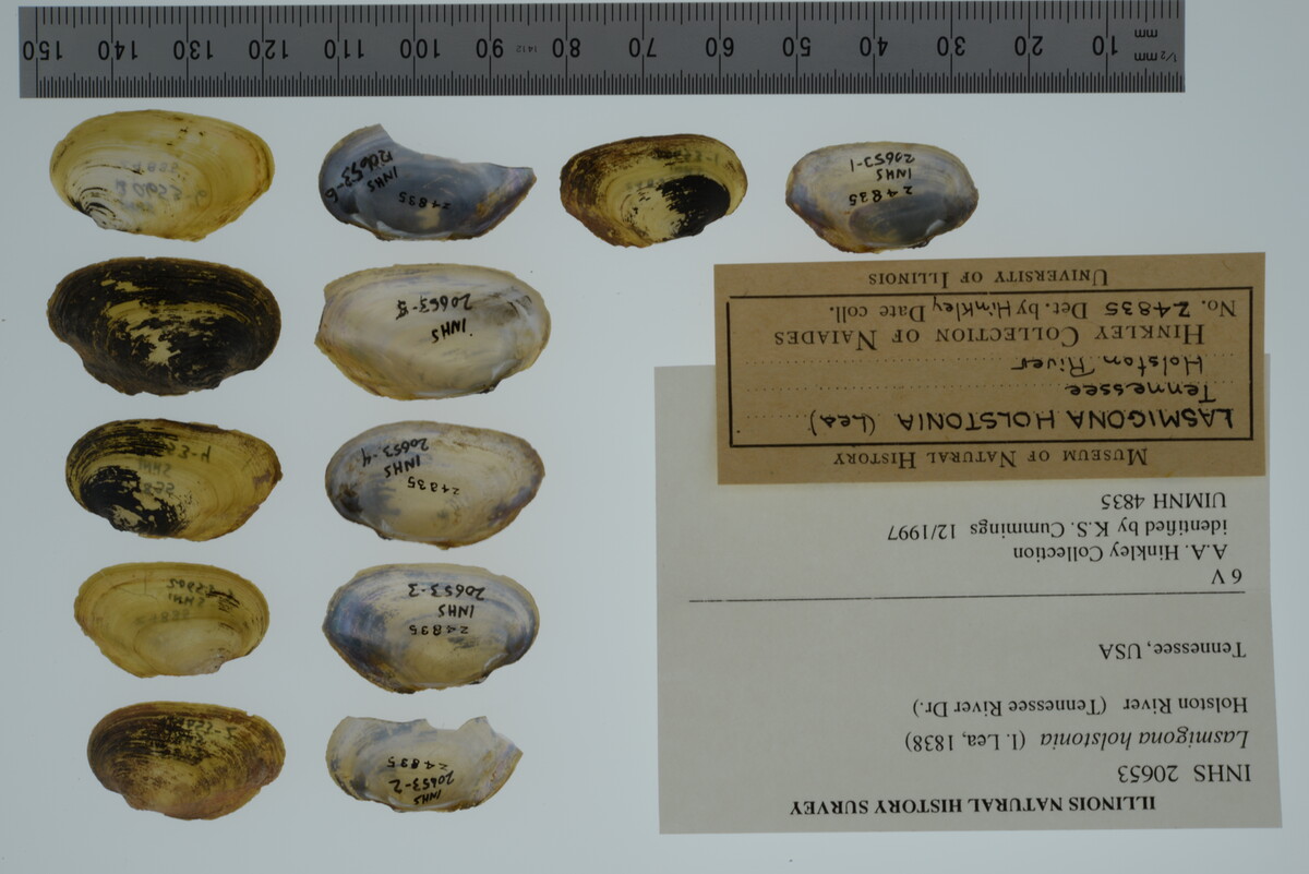 Lasmigona holstonia image