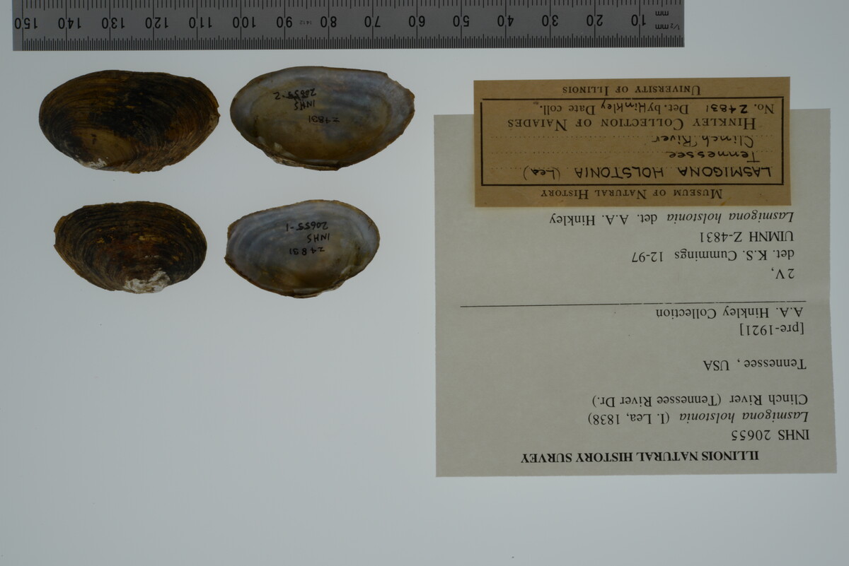 Lasmigona holstonia image