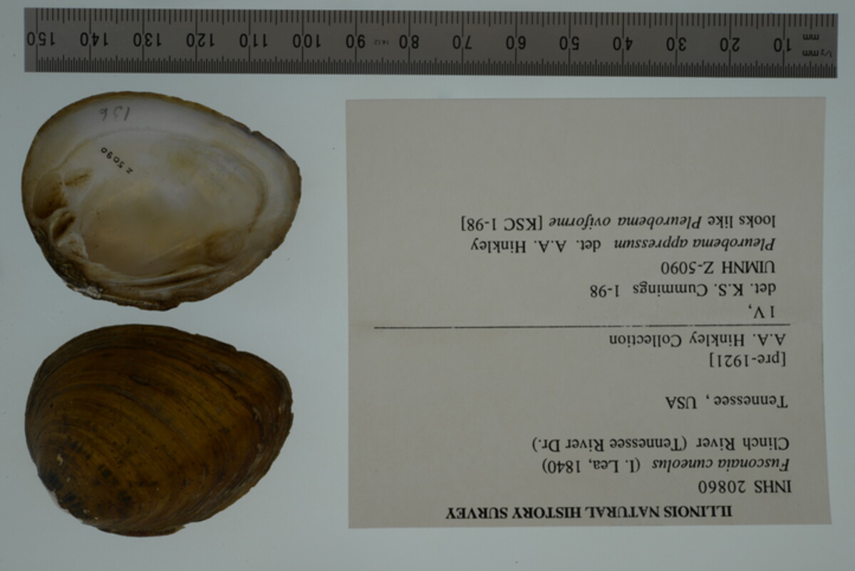 Fusconaia cuneolus image