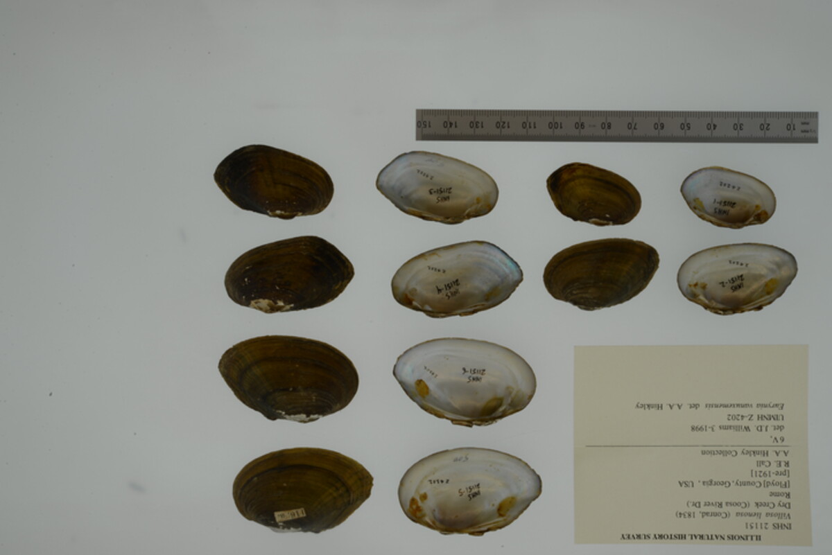 Villosa lienosa image