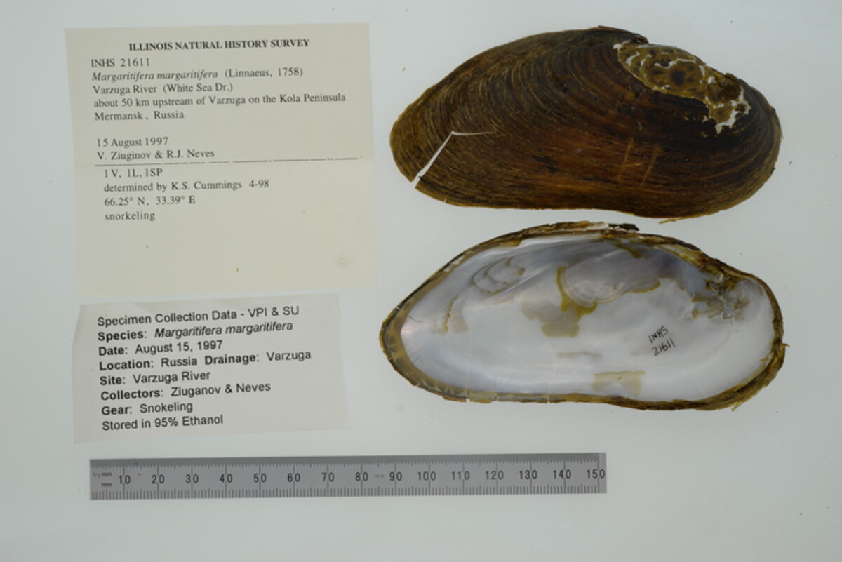 Margaritifera margaritifera image