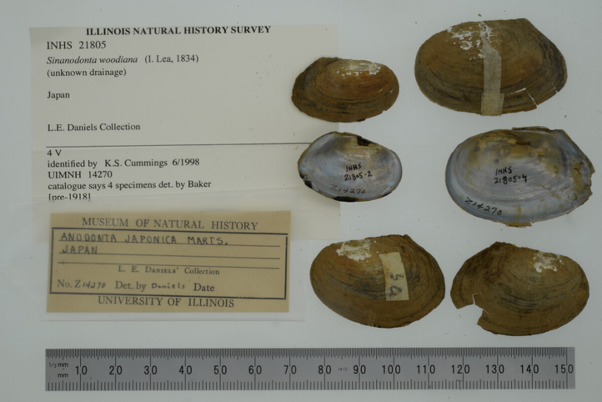 Sinanodonta image
