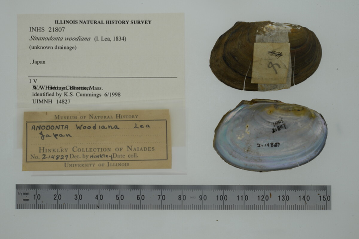 Sinanodonta woodiana image