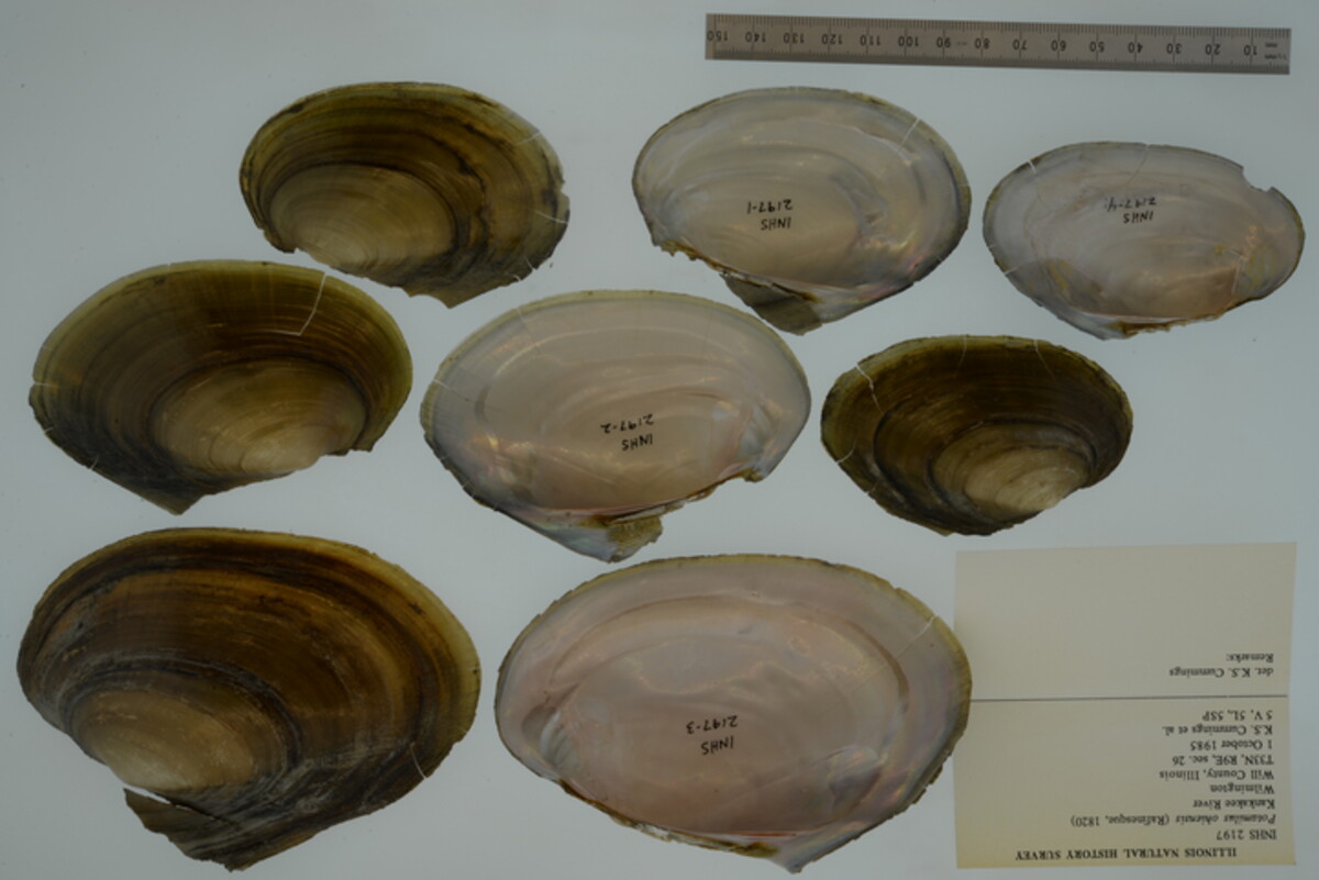 Potamilus ohiensis image