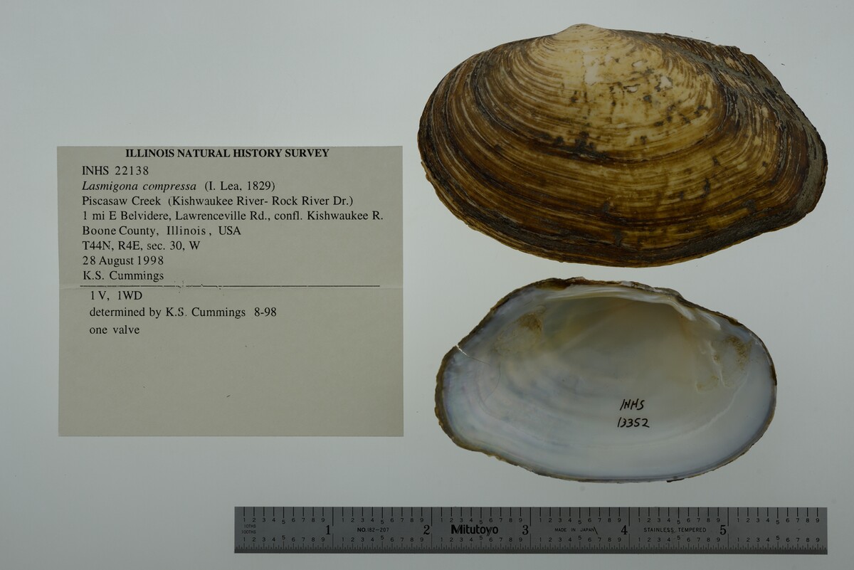 Lasmigona compressa image