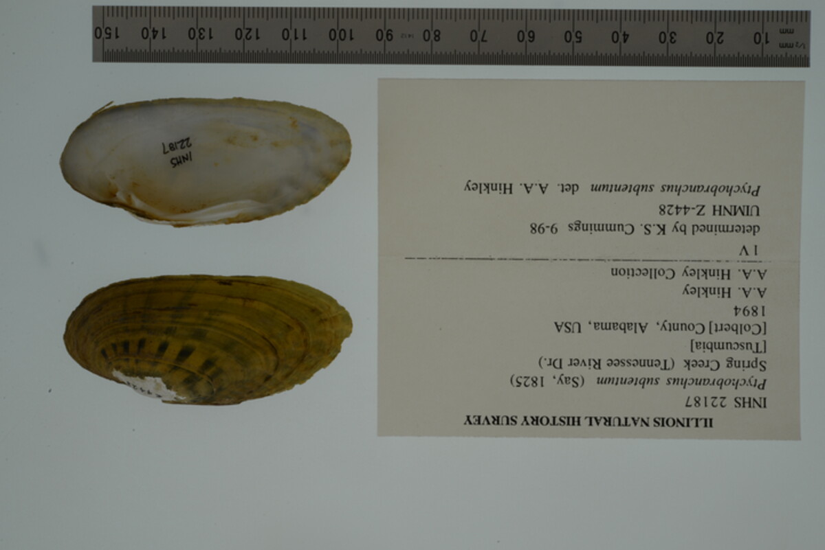 Ptychobranchus image