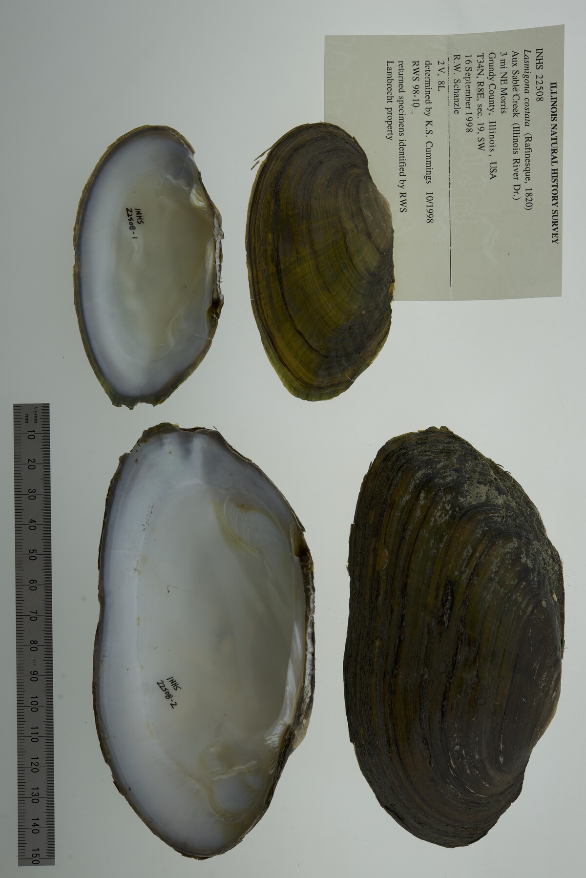 Lasmigona costata image