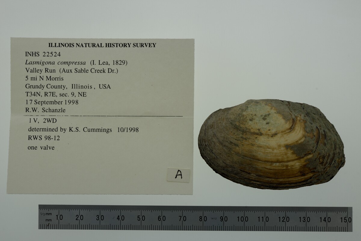 Lasmigona compressa image