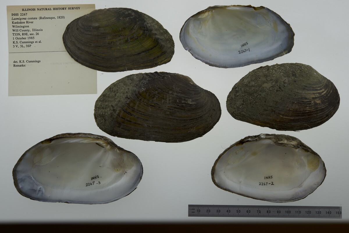 Lasmigona costata image