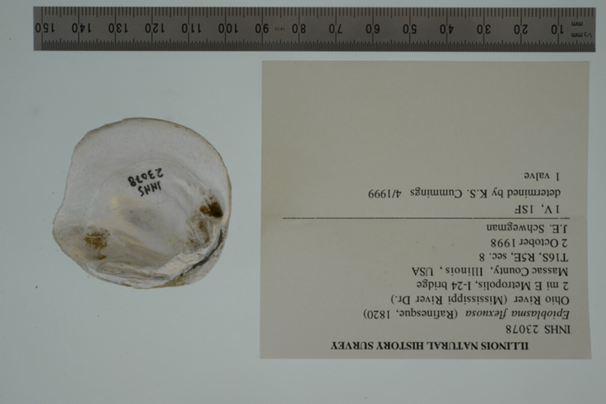 Epioblasma flexuosa image