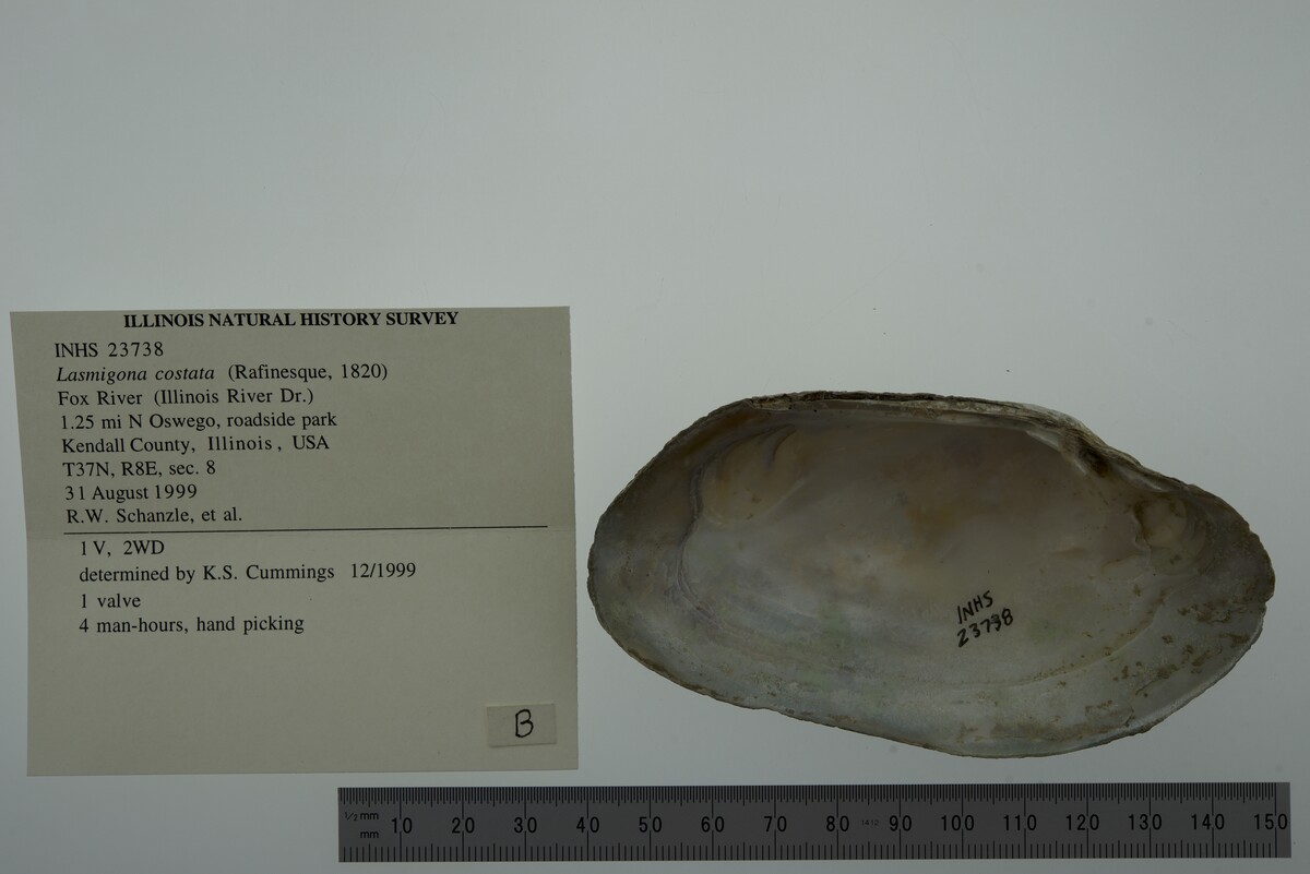 Lasmigona costata image