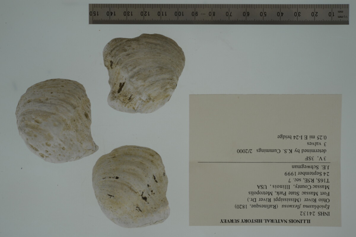 Epioblasma flexuosa image