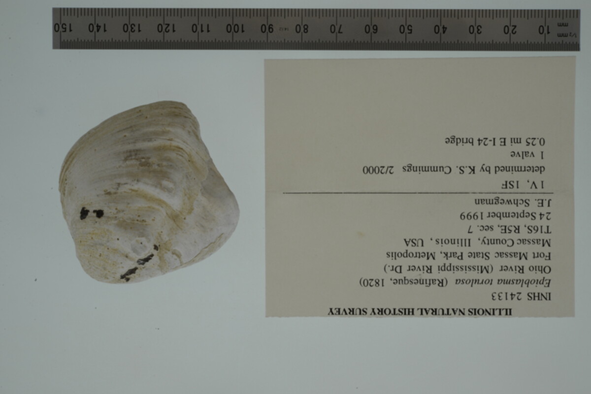 Epioblasma torulosa image