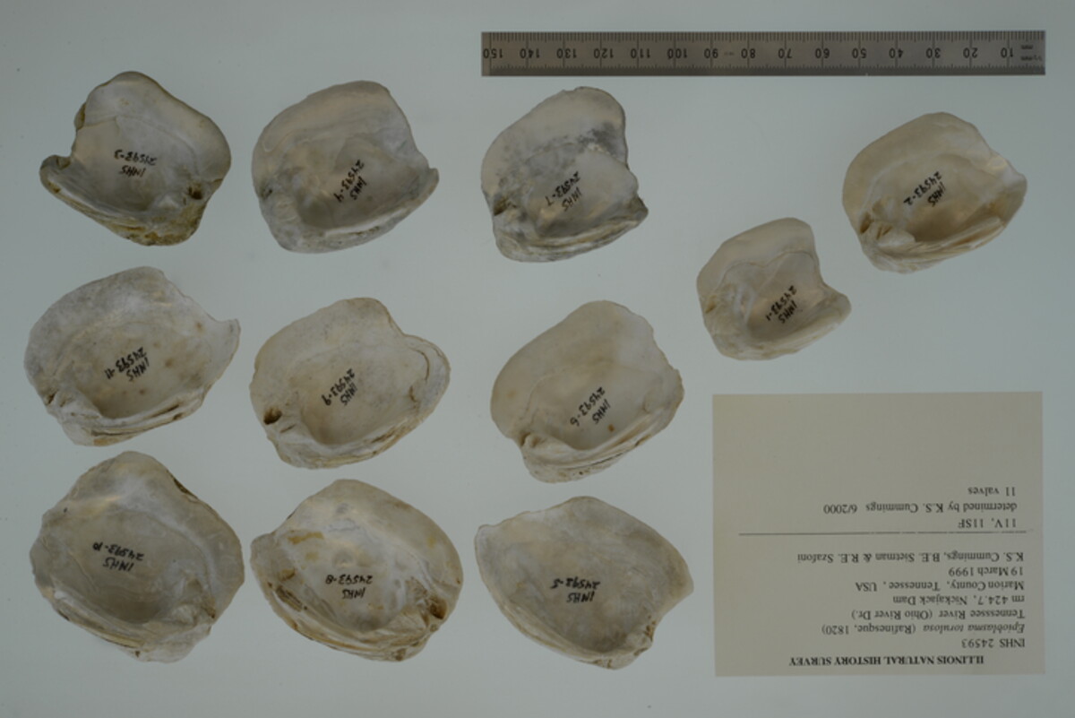 Epioblasma torulosa image