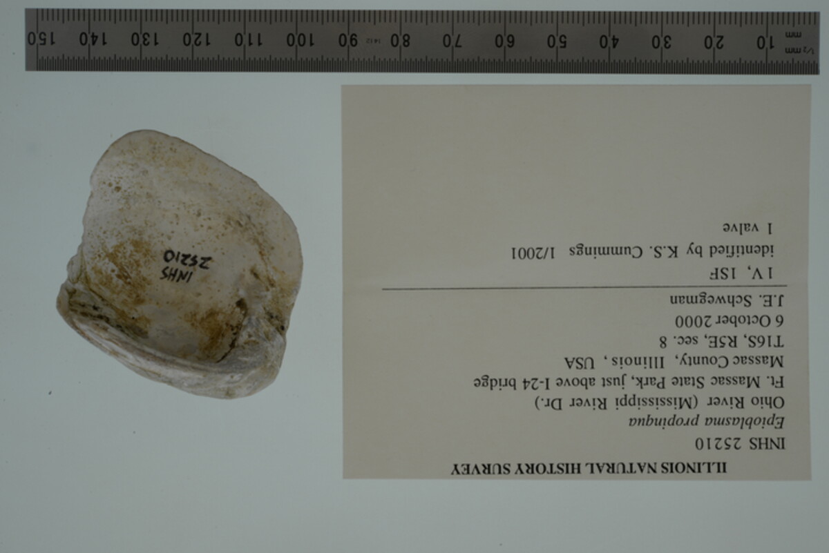 Epioblasma propinqua image