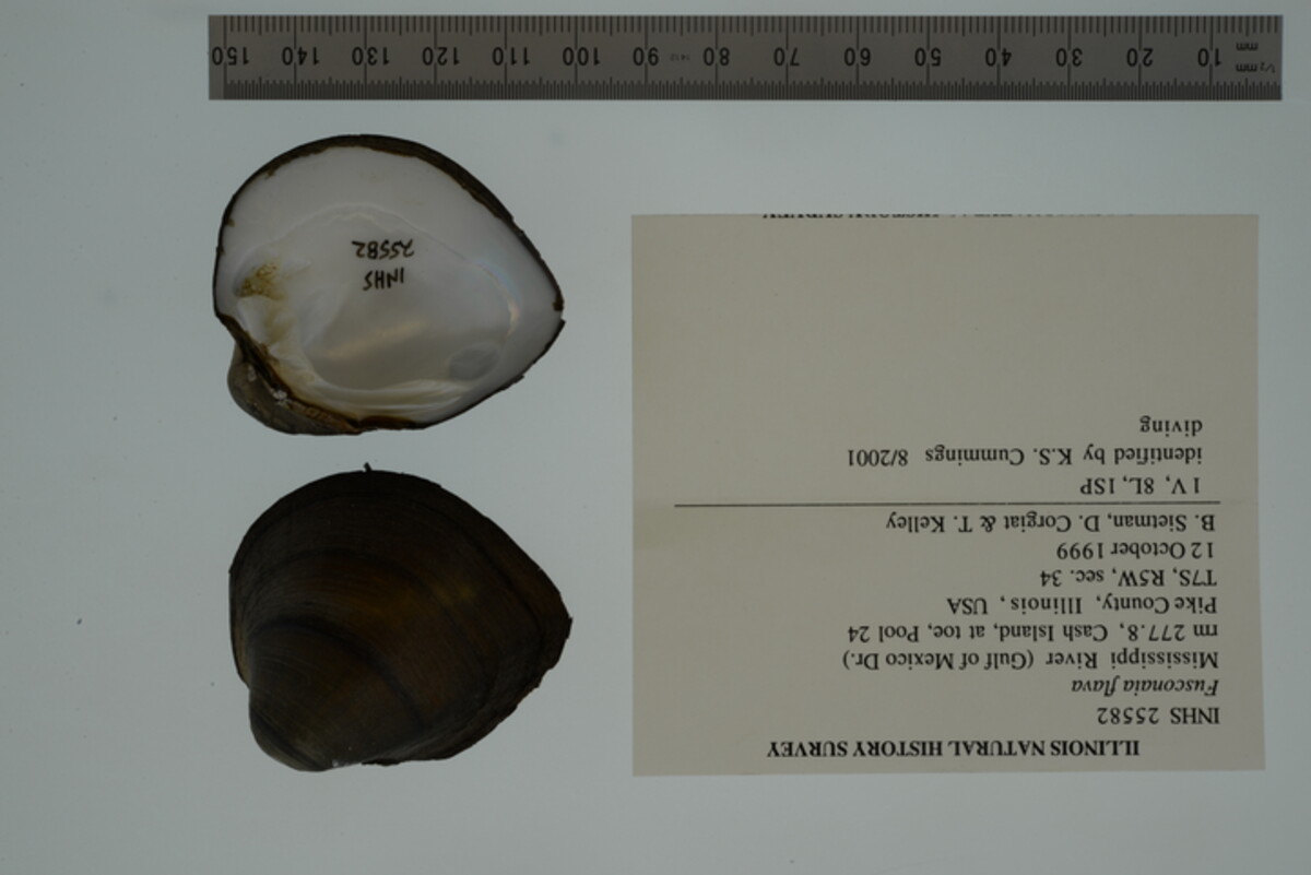 Fusconaia flava image