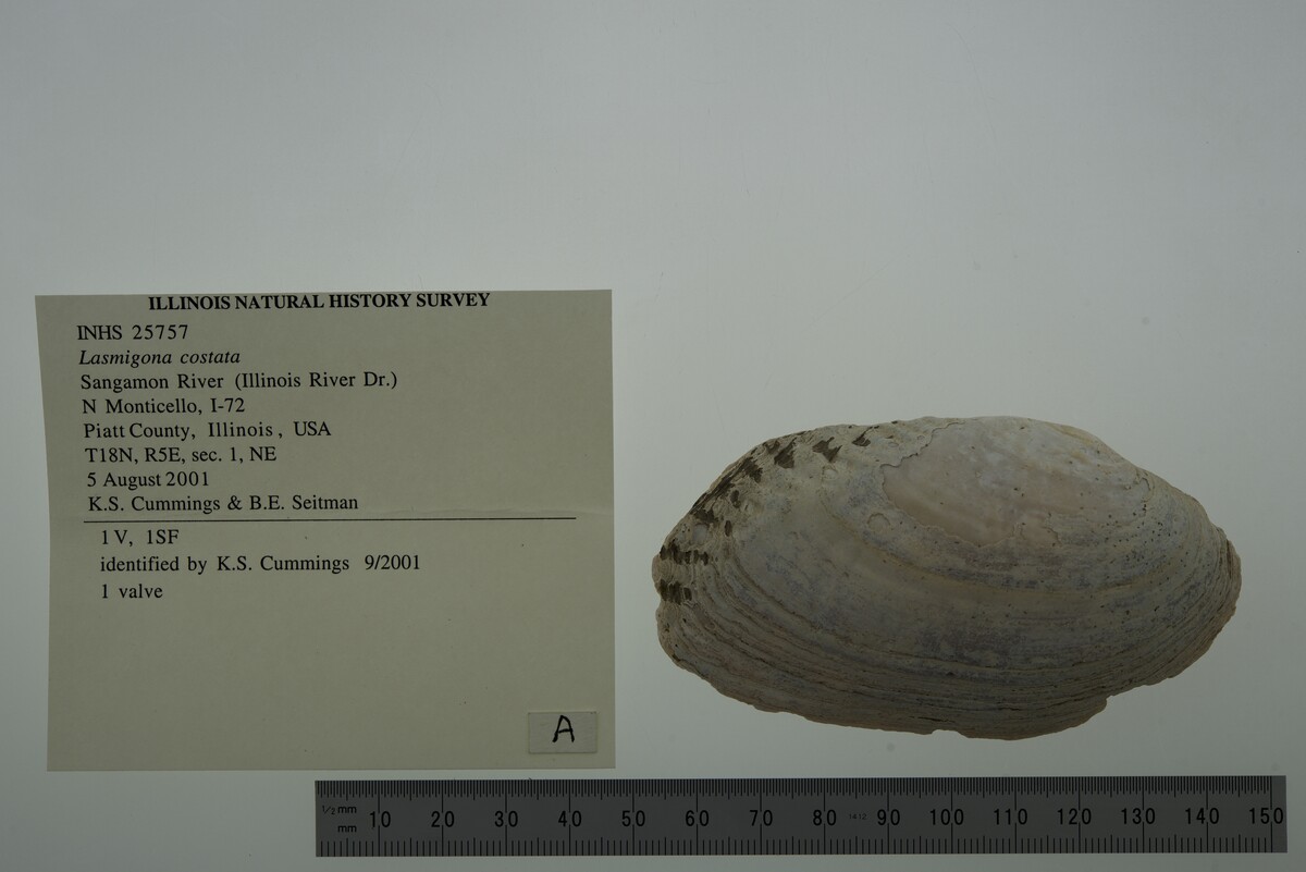 Lasmigona costata image