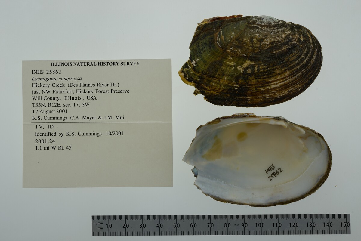 Lasmigona compressa image