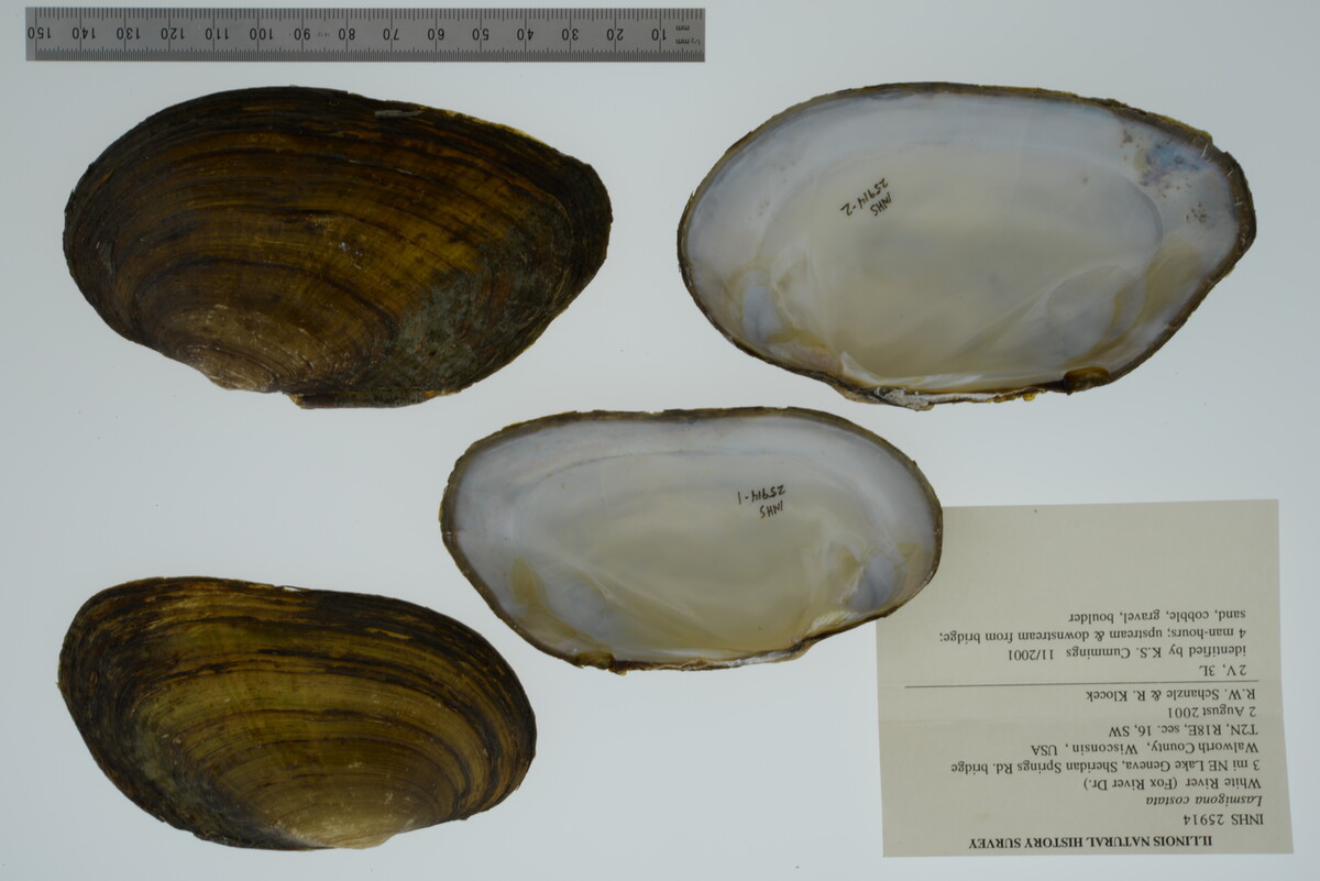 Lasmigona costata image