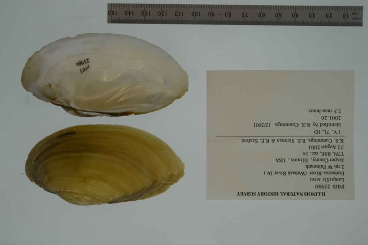 Lampsilis image