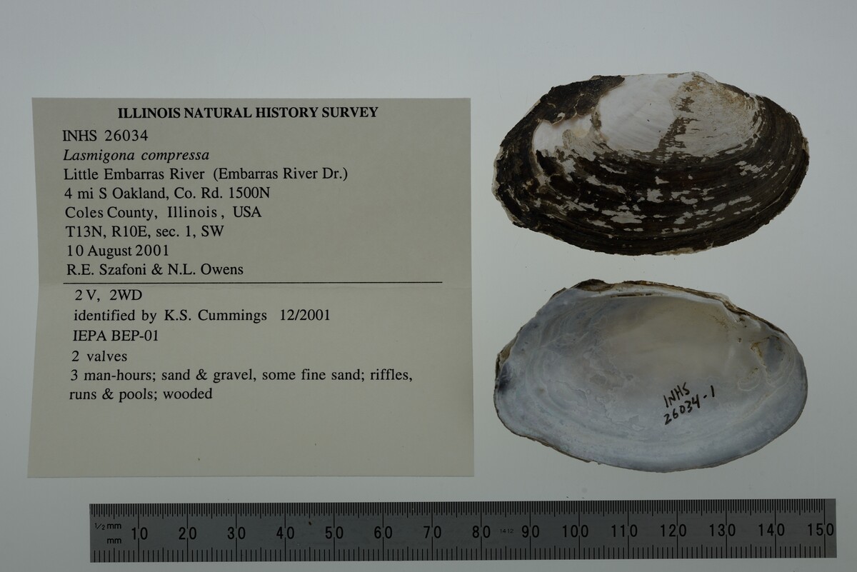 Lasmigona compressa image